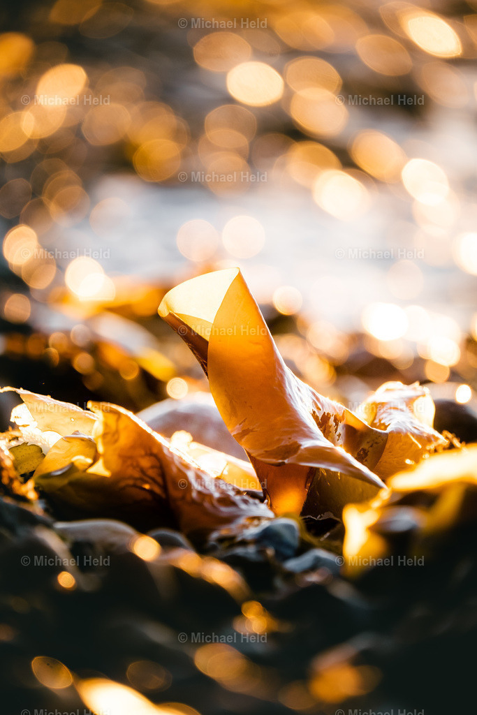 Ostsee_002 | Profi-Fotos über Schleswig-Holstein und dem ganzen Norden für Büro, Hotel, Ferienhaus, Ferienwohnung, Wohnzimmer, Arztpraxis uvm. jetzt bestellen. - Realisiert mit Pictrs.com