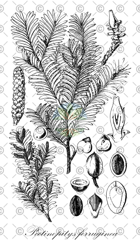 HistAbb_wfo-0000482113_1_ENZY_Simple | Historische Abbildung von Pectinopitys ferruginea - Podocarpaceae | Historical Illustration of Pectinopitys ferruginea - Podocarpaceae