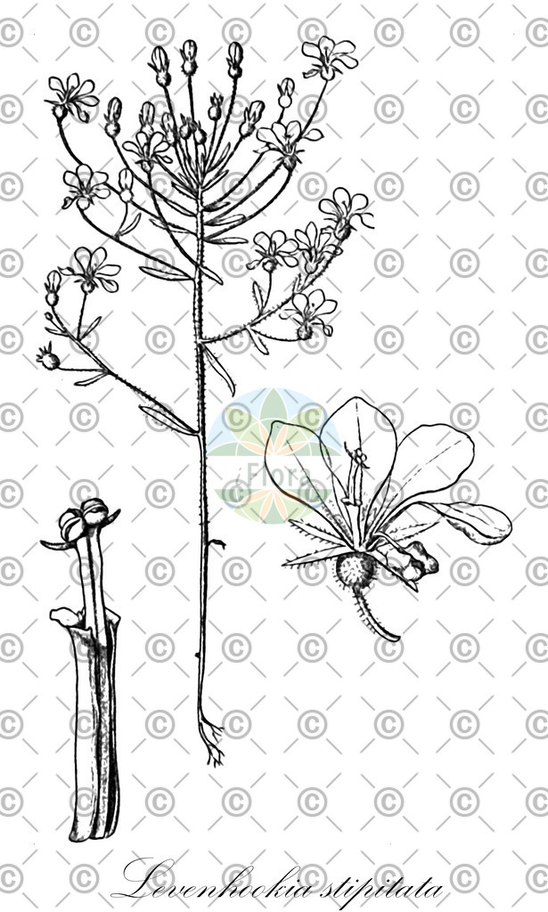 HistAbb_wfo-0000443821_1_ENZY_Simple | Historische Abbildung von Levenhookia stipitata - Stylidiaceae | Historical Illustration of Levenhookia stipitata - Stylidiaceae