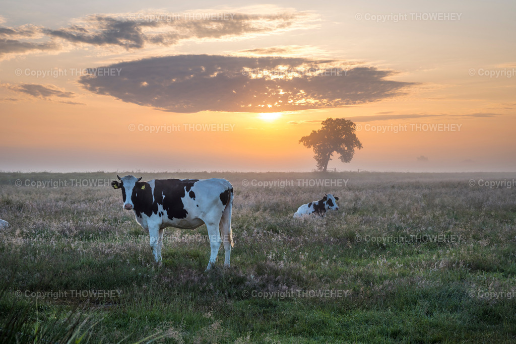 _1134849 | thowehey - Realisiert mit Pictrs.com