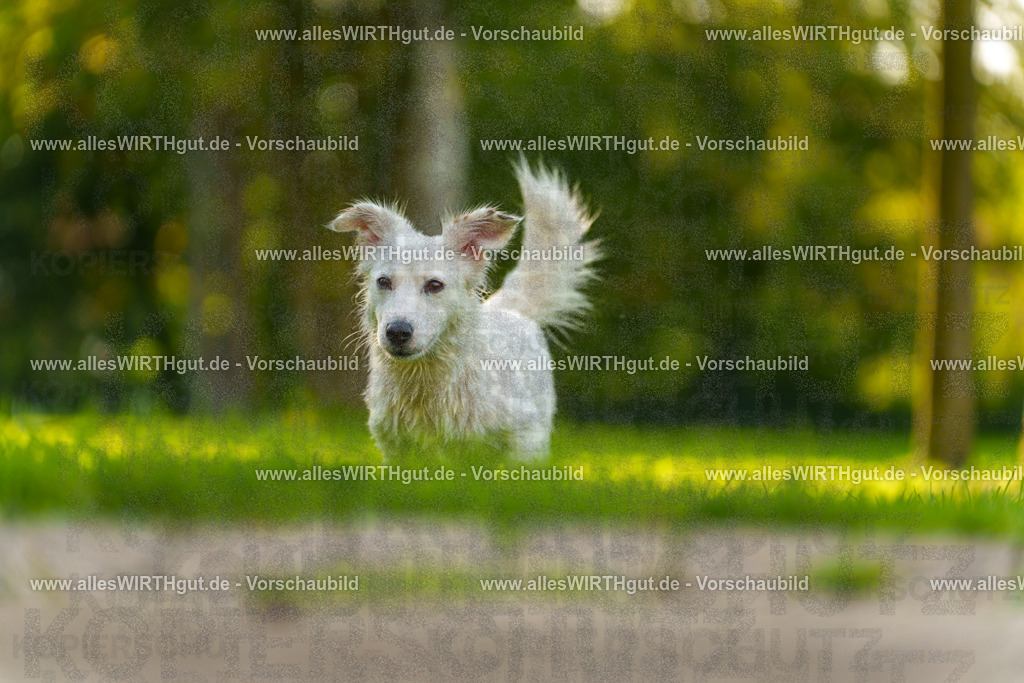 Hundeschwimmen_Grefrath_2026-allesWIRTHgut_Tierfotografie-15_41-7R509487 | Professionelle Tierfotografie in Mönchengladbach von Daniel Wirth (allesWIRTHgut). Liebevolle & natürliche Bilder von Hunden & Katzen für unvergessliche Erinnerungen.