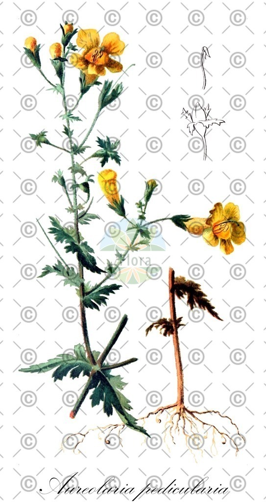 HistAbb_wfo-1000062238_1_ENZY_Simple | Historische Abbildung von Aureolaria pedicularia - Orobanchaceae | Historical Illustration of Aureolaria pedicularia - Orobanchaceae