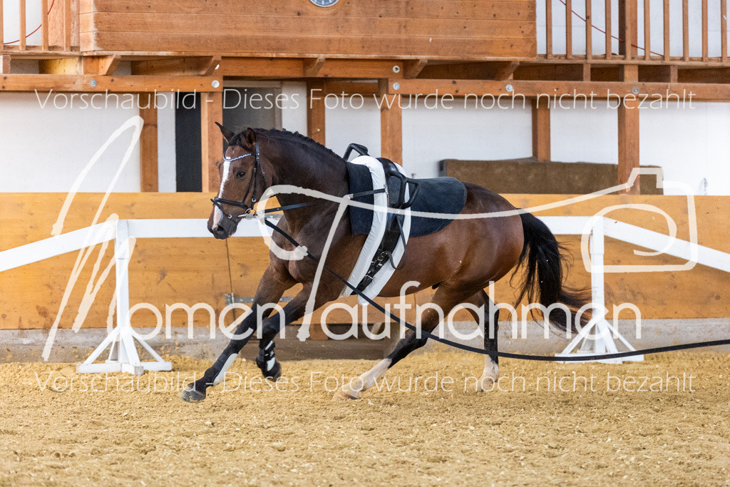 VTD-Voltigierpferde-059 | MomenTaufnahmen Pferdesportfotos