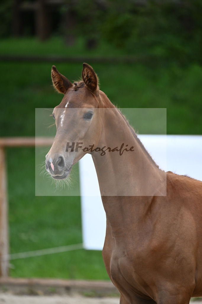 Kat-Nr. 2 SF Benicio_Schneider_25230021 | hf-fotografie - Realizzato con Pictrs.com
