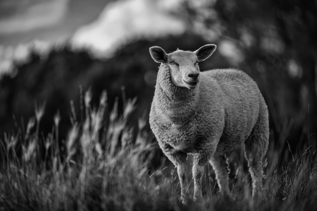2025_07_29_HETLINGER SCHANZE_MCP0122 sw | Hochwertig gedruckte Fotografien für die Wand, als Kalender und zum Verschenken. Hamburg & Norddeutschland und überall wo ich mit der Kamera unterwegs war.