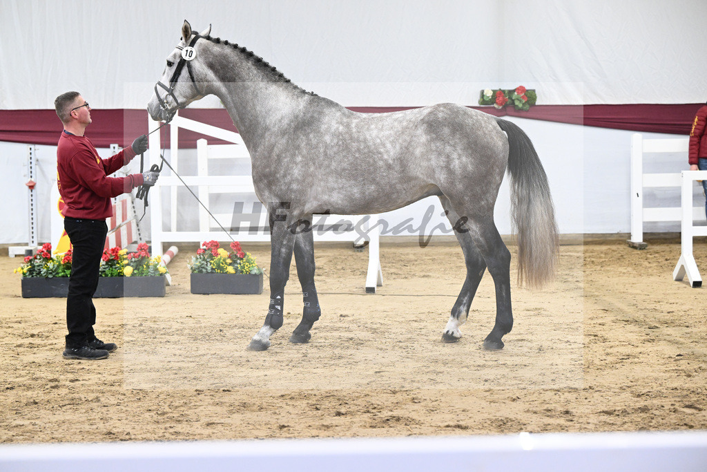 Kat-Nr. 10 Kanthago de Revel Z x Numero Uno_Hakan Yeter_47250160 | hf-fotografie - Realisiert mit Pictrs.com