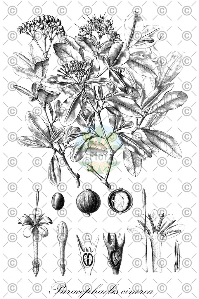 HistAbb_wfo-0000887075_2_ENZY_Simple | Historische Abbildung von Paracephaelis cinerea - Rubiaceae | Historical Illustration of Paracephaelis cinerea - Rubiaceae