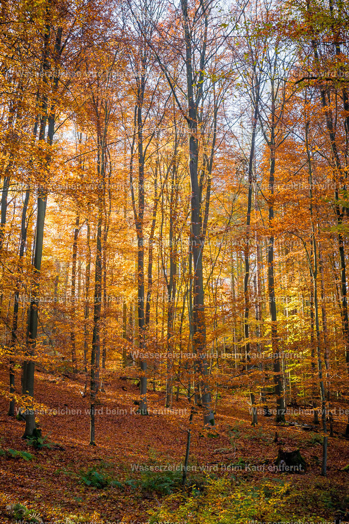 Erhabenheit in deinem Sein. | Die Botschaft zum Bild lautet: Richte dich auf, richte deinen Körper auf, richte deinen Geist auf, deine Seele und dein Herz. Es ist Zeit zu erkennen, dass du dich nicht mehr klein machen sollst. Wer macht dich klein? Ganz oft bist es doch auch du selbst, der sich versteckt. Hier in diesem Bild liegt die Kraft, dich erhaben aufzurichten. Erfahre es, nutze es, verbinde dich.