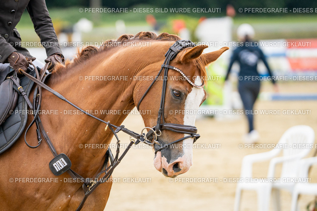 DSC06280 | Pferdegrafie