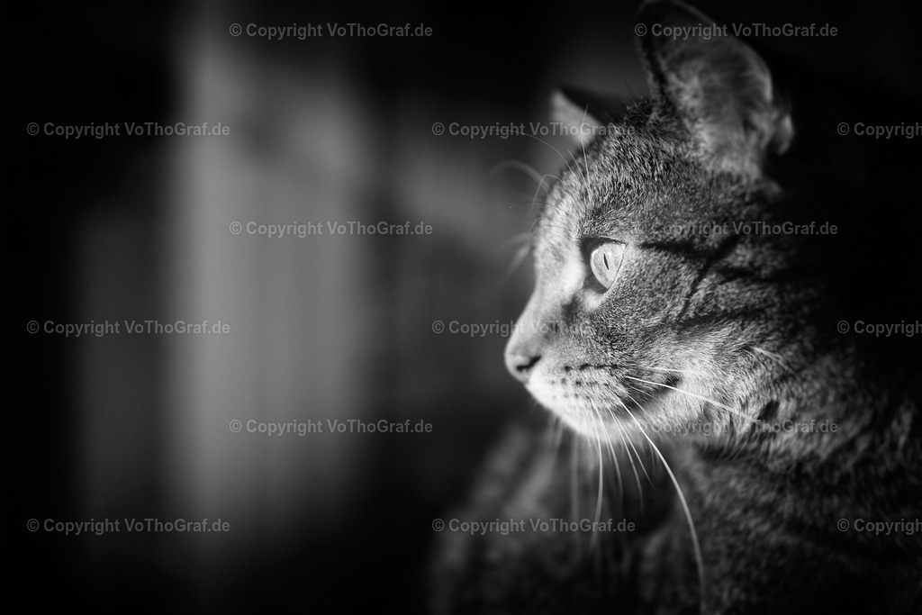 2021-12-25-9999_4 | Portrait, Fotograf, Berlin, Umkreis, Region, Menschen, Studio, Tierfotografie, Kopfkino, Studiofotografie, Outdoor, Homestory, Katzen, Hund, Hunde, Katze, Gravurarbeiten, kreativ, - Realisiert mit Pictrs.com