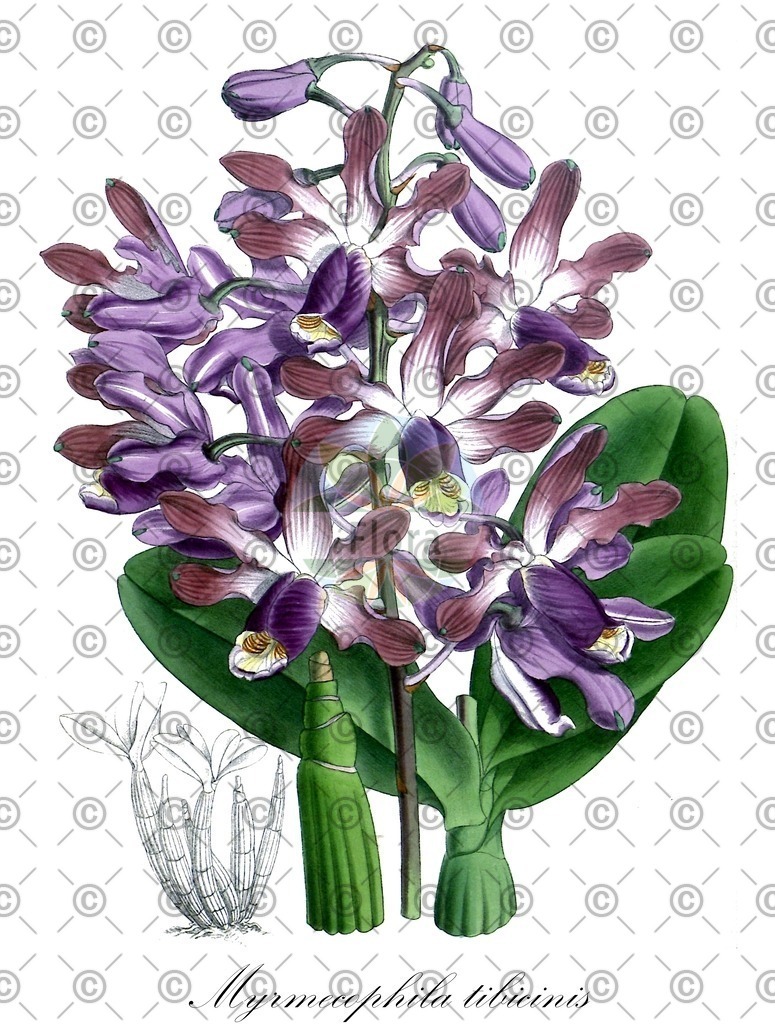 HistAbb_wfo-0001055406_1_ENZY_Simple | Historische Abbildung von Myrmecophila tibicinis - Orchidaceae | Historical Illustration of Myrmecophila tibicinis - Orchidaceae