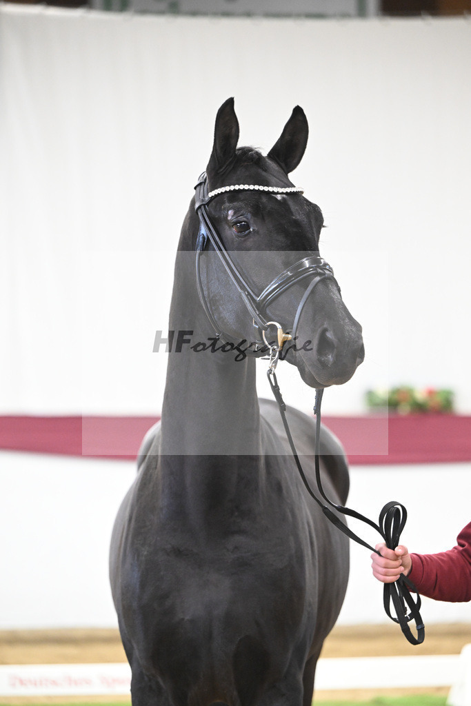 Kat-Nr. 110 Fanegro x Bon Coeur_ZG Schulze-Averdiek_47253487 | hf-fotografie - Realizzato con Pictrs.com