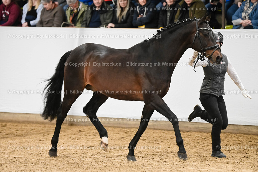 20260307_Hengstvorstellung-Marbach_0077 | equistock