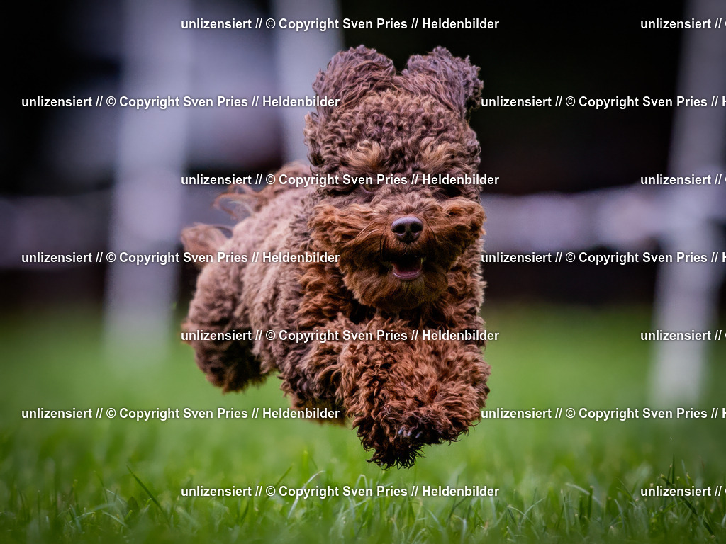 Sven Pries | 2024-10-19 - Hunderennen Ober-Grombach - Realisiert mit Pictrs.com