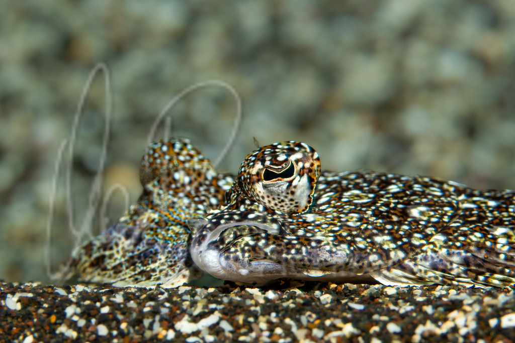 Bothus podas podas | DE: weitäugiger ButtEN: Wide-eyed flounderES: PodasFR: Rombou podas - Realisiert mit Pictrs.com