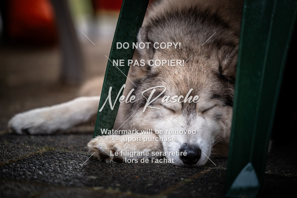 nelerasche_SaAbends_497 | nelerasche