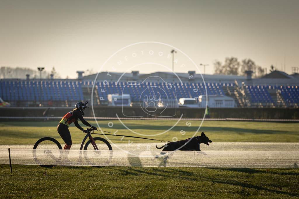 CaniXpix_DV3A9885 | Hundefotografie, Tierfotograf, Pfotenfotografie, Fotoshooting Hund, Hunde Portrait, Hundesport, Hundeportraits, Heideshooting, Hunde, Sportfotograf, Hundefotograf, Turnierhundsport, THS,  - Realisiert mit Pictrs.com
