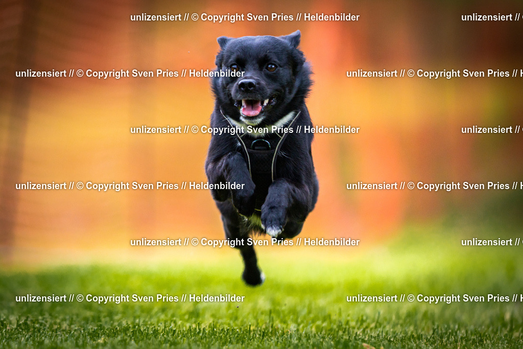 Sven Pries | 2025-09-21 - Hunderennen Baden-Oos - Realisiert mit Pictrs.com