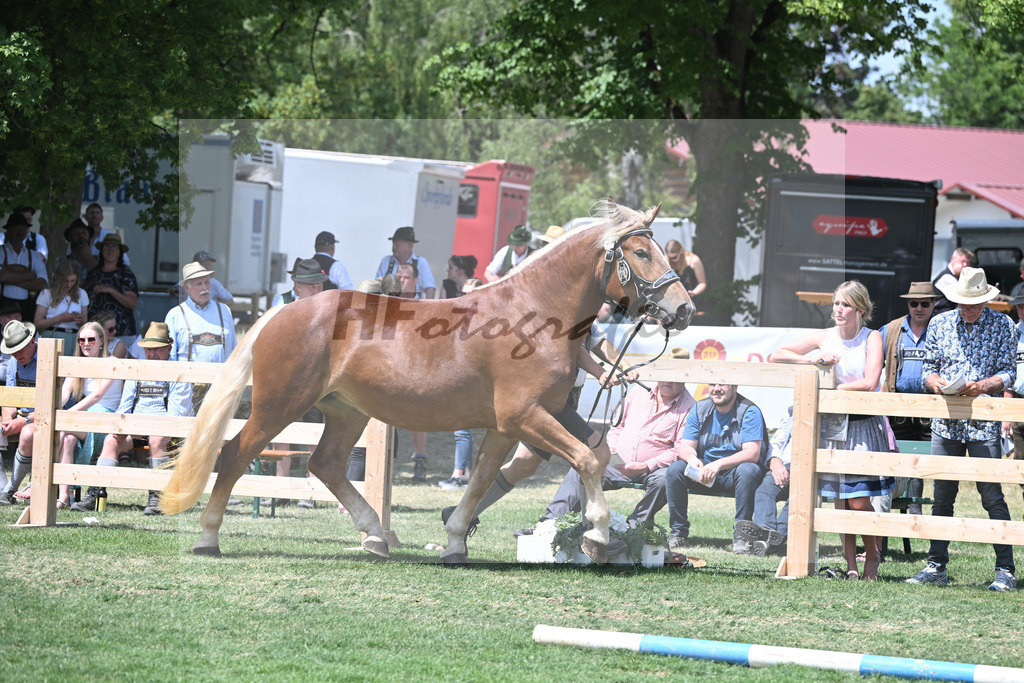 Kat-Nr. 54 Elsa_Albrecht_20230866 | hf-fotografie - Realisiert mit Pictrs.com