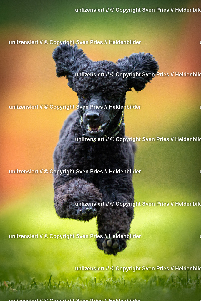 Sven Pries | 2025-09-21 - Hunderennen Baden-Oos - Realisiert mit Pictrs.com