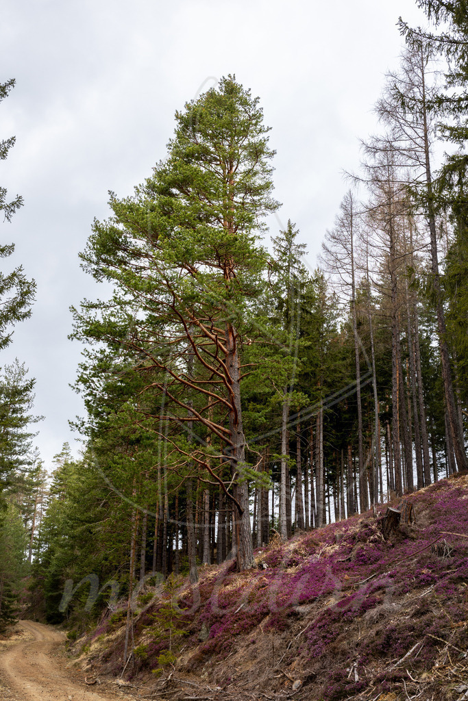 Erikablüte Steiermark | Ihre Fotografin im Lungau, ihre Fotografin im Mostviertel, Wandbilder Onlineshop, Imagefotos für Ihr Unternehmen,  - Realisiert mit Pictrs.com