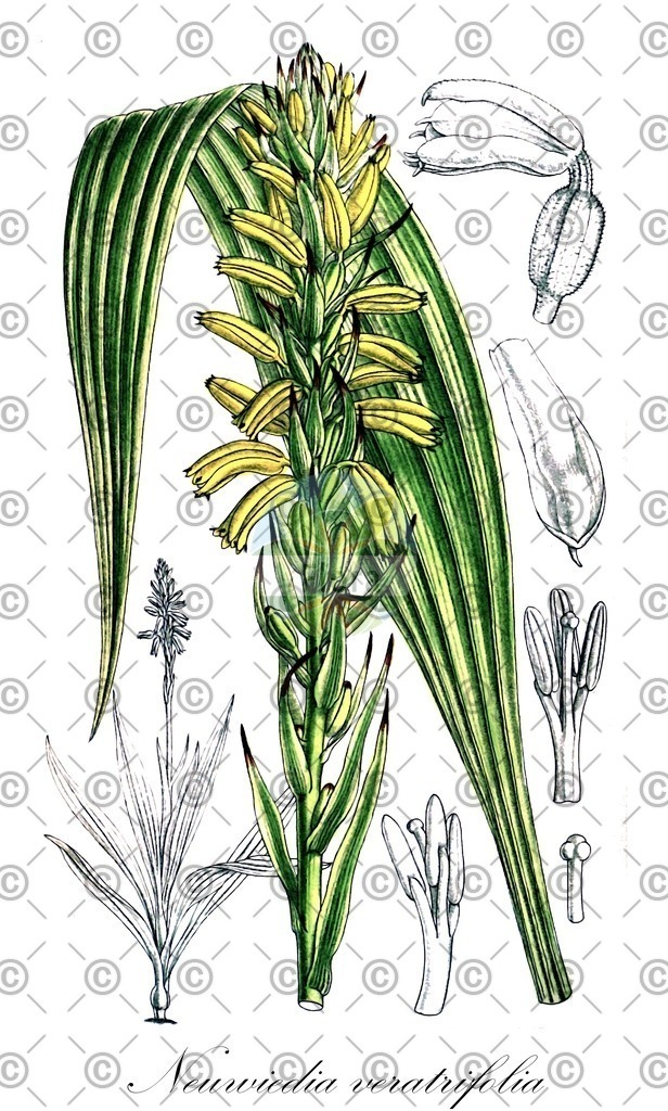 HistAbb_wfo-0001214884_1_ENZY_Simple | Historische Abbildung von Neuwiedia veratrifolia - Orchidaceae | Historical Illustration of Neuwiedia veratrifolia - Orchidaceae