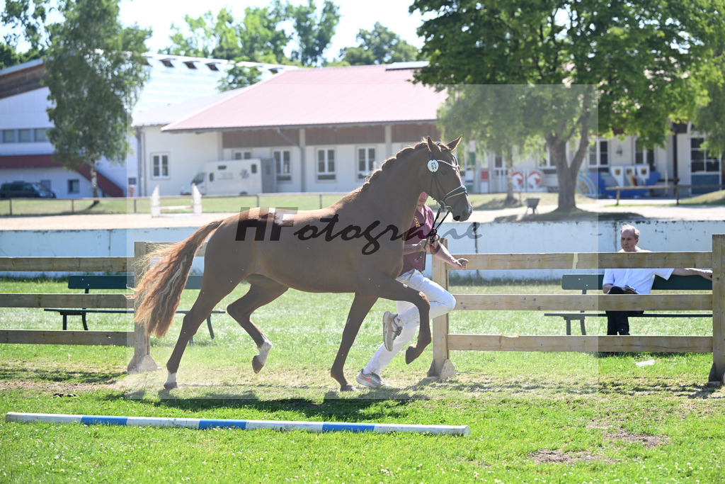 Kat-Nr. 63 Florentine v. Toto Gold_ZG Groetzner u Winkler_19251166 | hf-fotografie - Realizzato con Pictrs.com