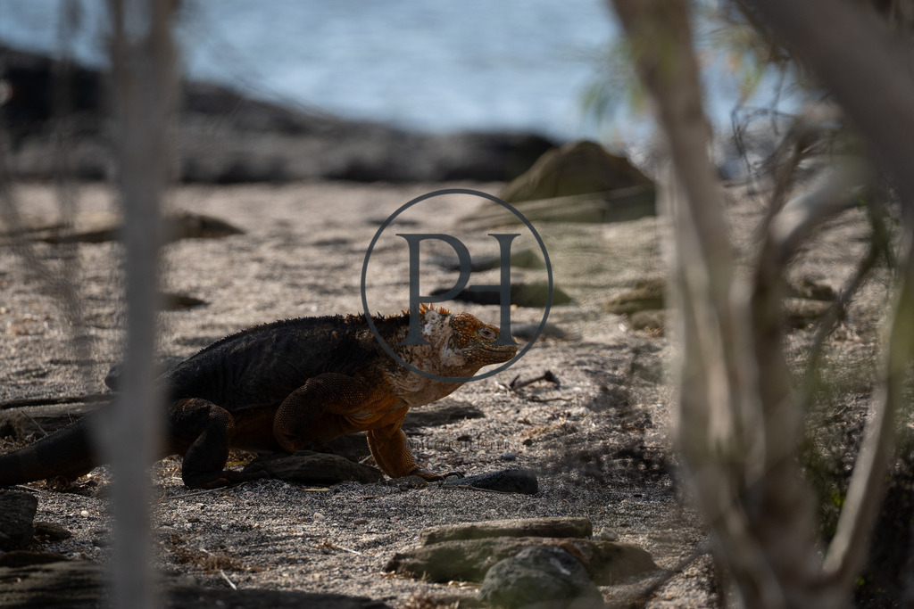 Meerechse - Leguanart | Philipp-Heist - Realisiert mit Pictrs.com