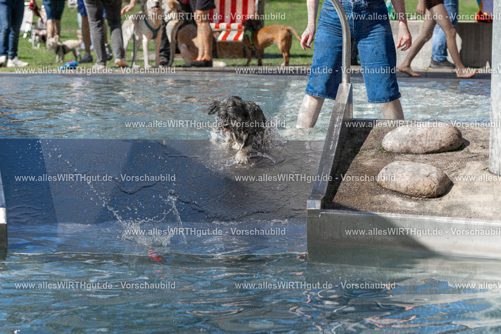 Hundeschwimmen_Volksbad_2026-allesWIRTHgut_Tierfotografie-2609061254-FAY06613 | Professionelle Tierfotografie in Mönchengladbach von Daniel Wirth (allesWIRTHgut). Liebevolle & natürliche Bilder von Hunden & Katzen für unvergessliche Erinnerungen.