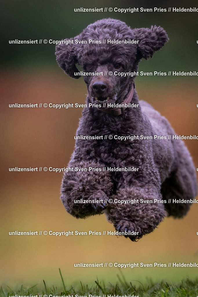 Sven Pries | 2024-04-21 - Hunderennen Baden-Oos
Foto: Sven Pries - Realisiert mit Pictrs.com