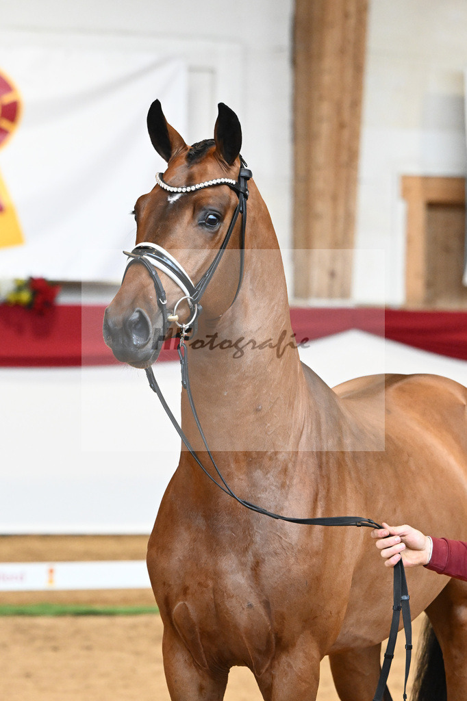 Kat-Nr. 58 Vitalis x Quaterback_Molcan_43230876 | hf-fotografie - Realisiert mit Pictrs.com