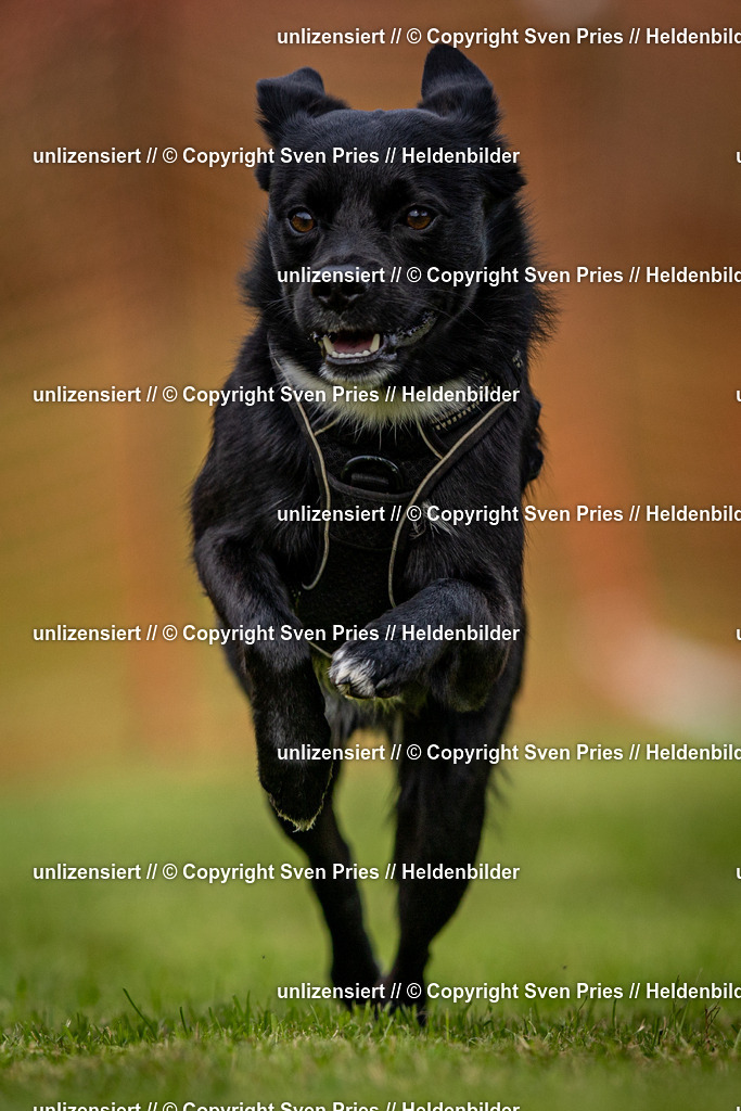 Sven Pries | 2024-09-22 - Hunderennen Baden-BadenPudelverein - Realisiert mit Pictrs.com