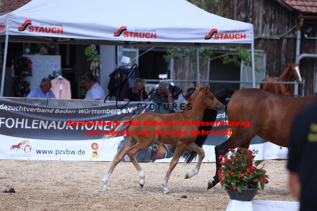 Fohlenschau_Schwäbisch_Hall_Ponys_KN 42_7 | lmwpictures - Realisiert mit Pictrs.com