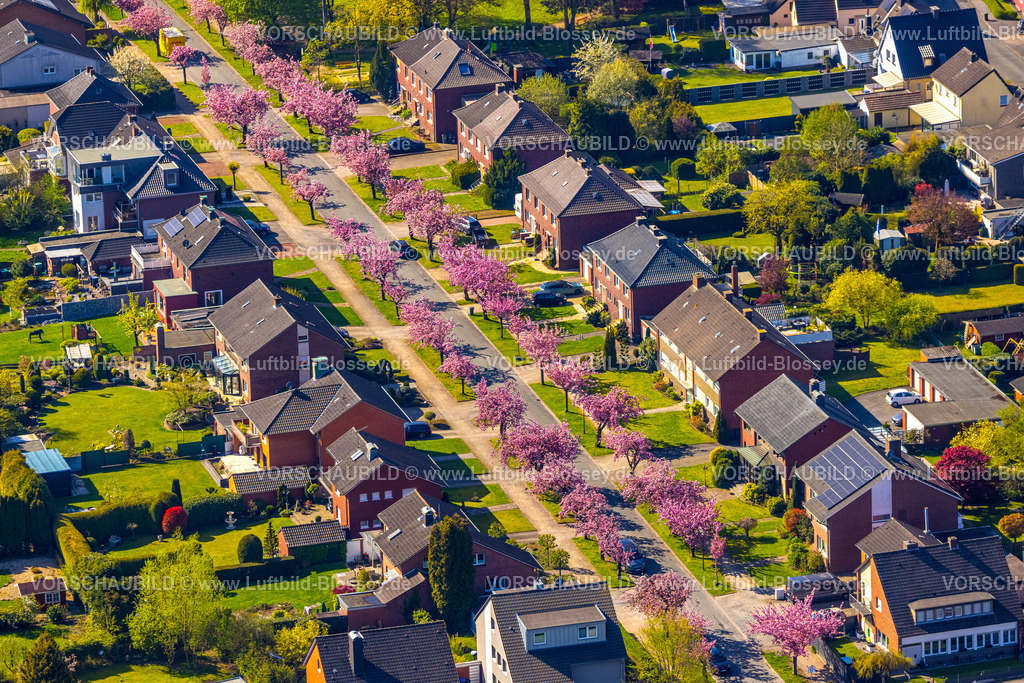 Hamm260400749Bockum-Hoevel | Luftbild, Kirschblüten Bäume, Carl-Goerdeler-Straße, Reihenhaus-Wohnsiedlung, Bockum-Hövel, Hamm, Ruhrgebiet, Nordrhein-Westfalen, Deutschland
