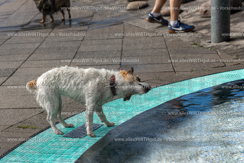 Hundeschwimmen_Volksbad_2026-allesWIRTHgut_Tierfotografie-2609061504-FAY07089 | Professionelle Tierfotografie in Mönchengladbach von Daniel Wirth (allesWIRTHgut). Liebevolle & natürliche Bilder von Hunden & Katzen für unvergessliche Erinnerungen.