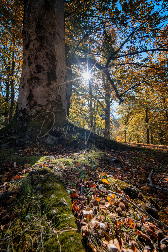 DSC00671 | Professioneller Fotograf - Bildbestellung online - Wandbilder vom Profi für ihr Zuhause, Büro, Praxis, Firma - große Auswahl an Materialien und Formaten, über 1400 regionale Motive