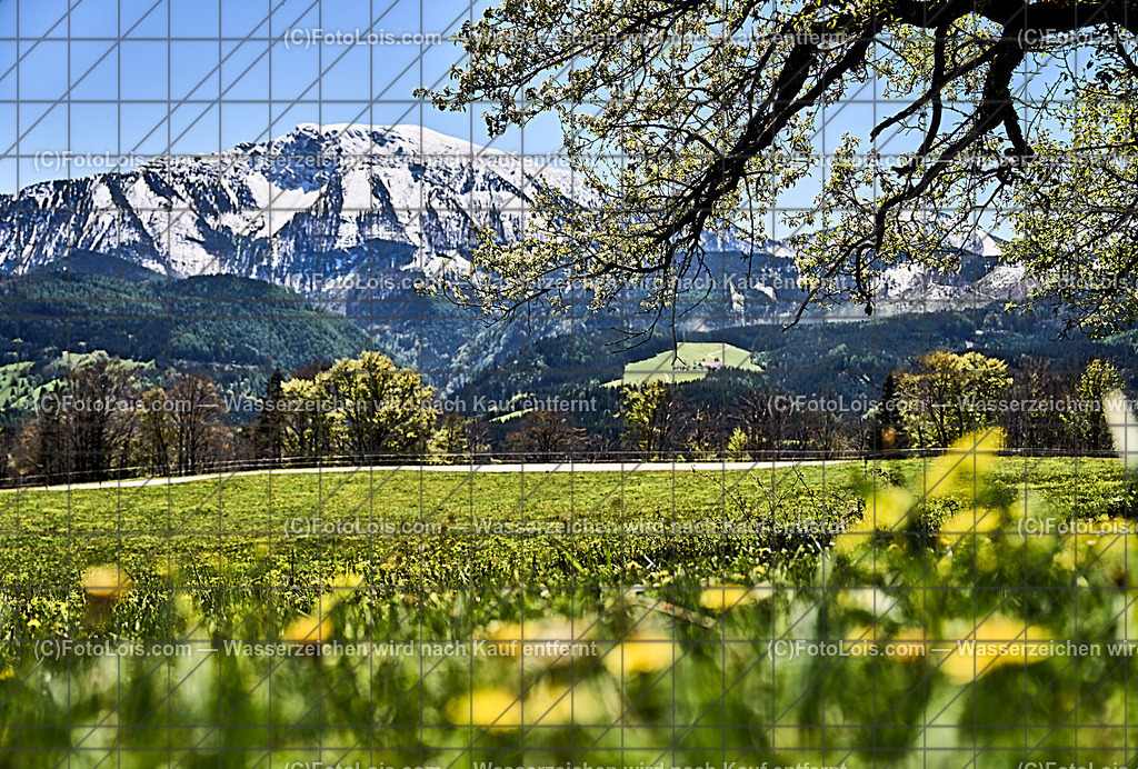 ALP4617_Hochbaerneck_Baumbluete-weisser Oetscher | (C)FotoLois.com, Alois Spandl. Weißer ÖTSCHER im Frühling, Blühender Obstbaum am Hochbärneck mit Ötscher, Sa 27. April 2024.