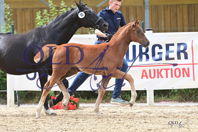 10 DE433330445923 FRE For Romance I - Danone I - Airport_DSC_6116 Kopie | <meta name="description" content="★Offizieller Merchandise und Foto-/Videostore des Oldenburger Verbandes.★ ✅Jetzt auch digital Ausdrucke erhältlich." />
<meta name="keywords" content="Merchandise Foto-/Videostore Oldenburger Verband Photographie 