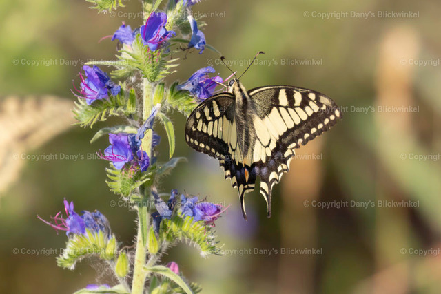 20189 | Tierfotografie, Tierkalender, Tierbilder, Insekten, Spinnen, Vögel, Schmetterling, Libellen, Leinwand, Colorkey, Qualität, Geschenkartikel, Geschenk - Realisiert mit Pictrs.com