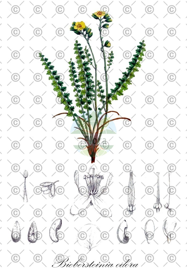 HistAbb_EMP_107162_SRC_Schlechtendal_FLORAD_SIMPLE | Historische Abbildung von Biebersteinia odora - Biebersteiniaceae | Historical Illustration of Biebersteinia odora - Biebersteiniaceae