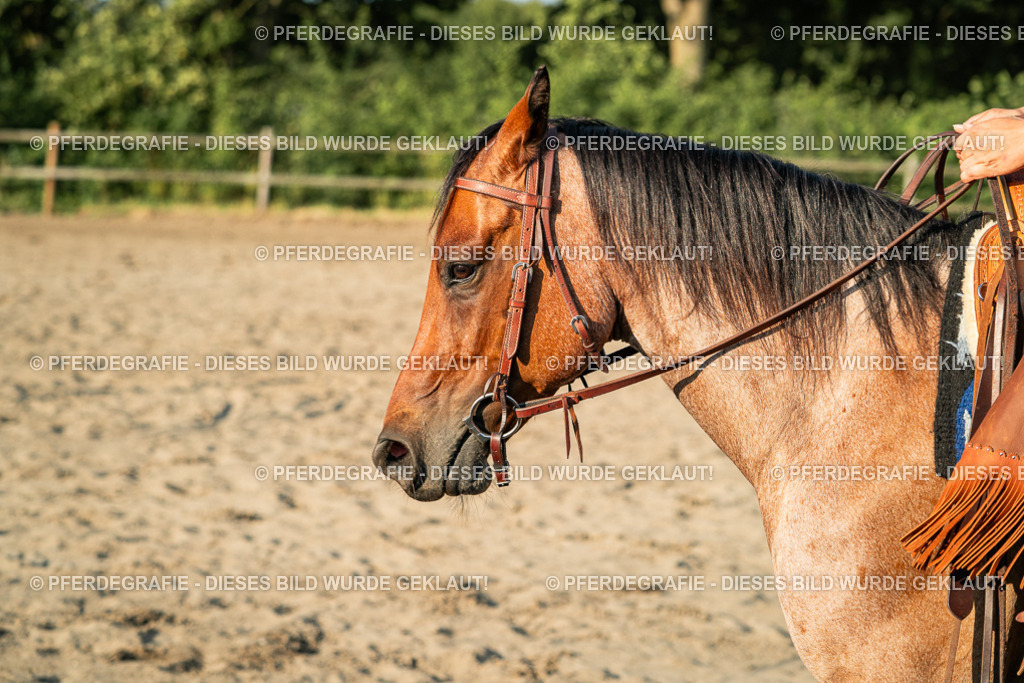 DSC06258 | Pferdegrafie