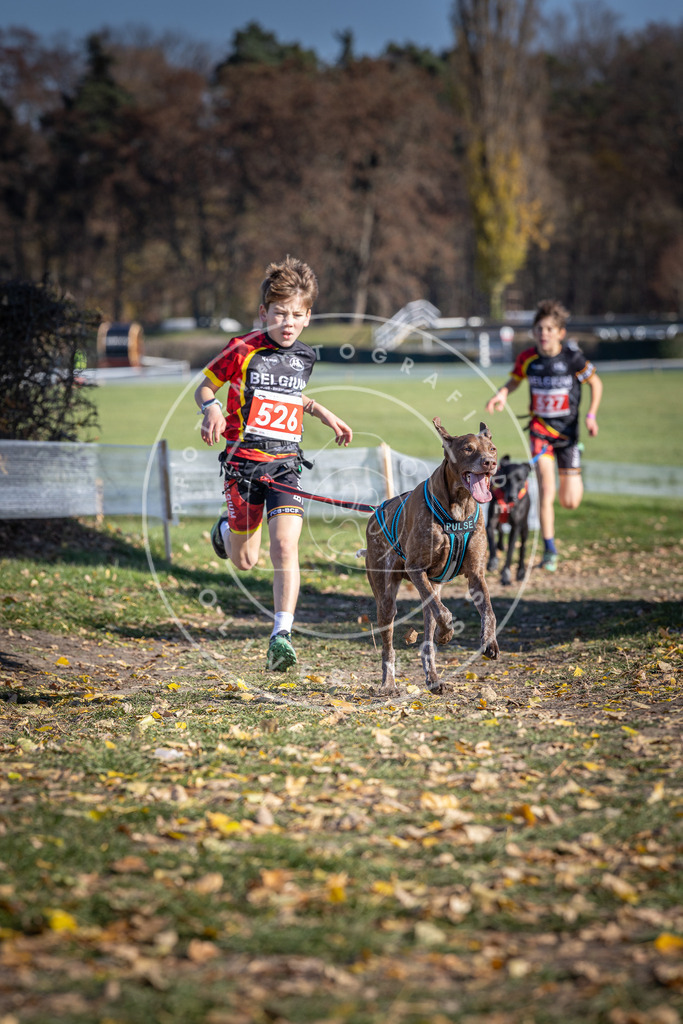 CaniXpix_DV3A8191 | Hundefotografie, Tierfotograf, Pfotenfotografie, Fotoshooting Hund, Hunde Portrait, Hundesport, Hundeportraits, Heideshooting, Hunde, Sportfotograf, Hundefotograf, Turnierhundsport, THS,  - Realisiert mit Pictrs.com