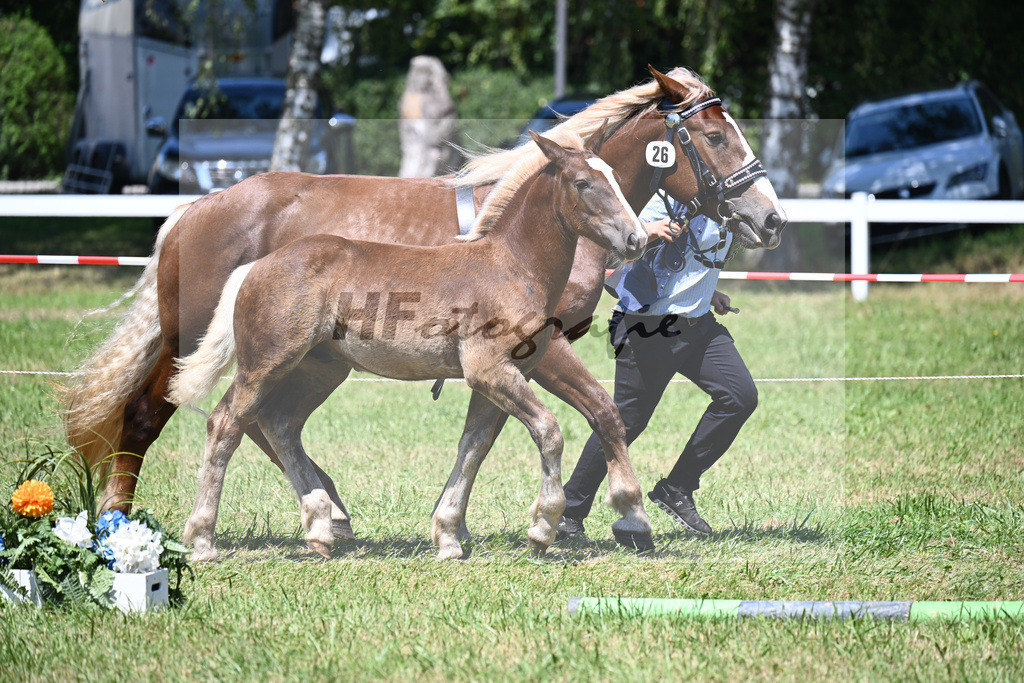 Kat-Nr. 26 HF Senator x Volvino_Neumaier_26240461 | hf-fotografie - Realisiert mit Pictrs.com