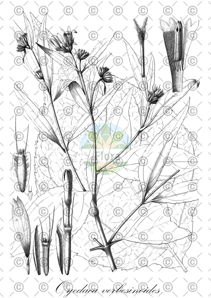 HistAbb_wfo-0000385517_1_ENZY_Simple | Historische Abbildung von Oyedaea verbesinoides - Asteraceae | Historical Illustration of Oyedaea verbesinoides - Asteraceae