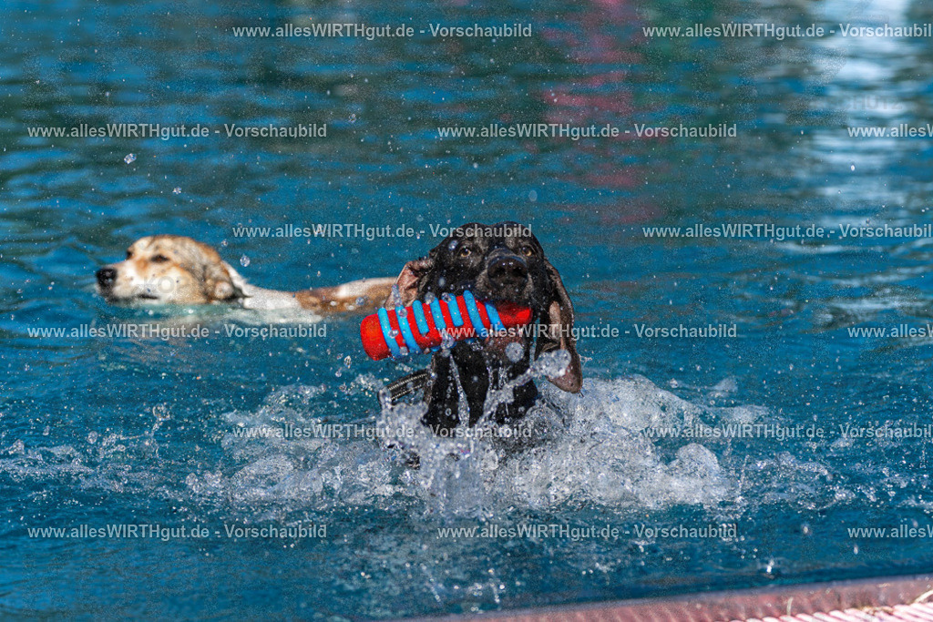 Hundeschwimmen_Volksbad_2026-allesWIRTHgut_Tierfotografie-2609061137-FAY06267 | Professionelle Tierfotografie in Mönchengladbach von Daniel Wirth (allesWIRTHgut). Liebevolle & natürliche Bilder von Hunden & Katzen für unvergessliche Erinnerungen.