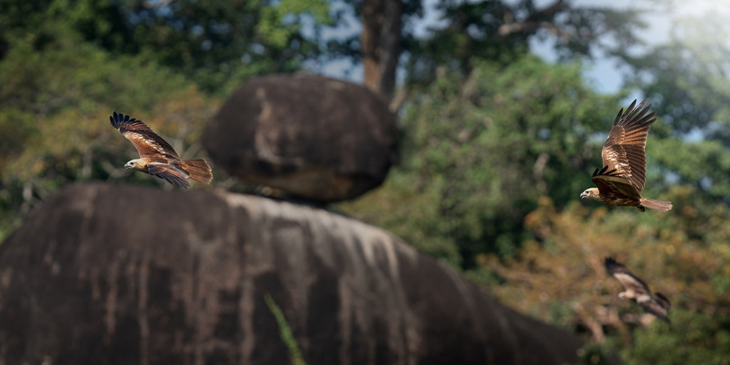 ADLER | Indien | WILD﻿﻿LIFE · NATURE | just﻿love · justSOMEWHERE · just poster | ﻿POSTER | LEINWAND | FINEART | HOLZDRUCK | FOREX-FOTODRUCK | ALU-DIBOND | ACRYLGLAS | WILD'N FREE | germany | the netherlands | kenya | vietnam | egypt | wildtiere | eichhörnchen - Realisiert mit Pictrs.com