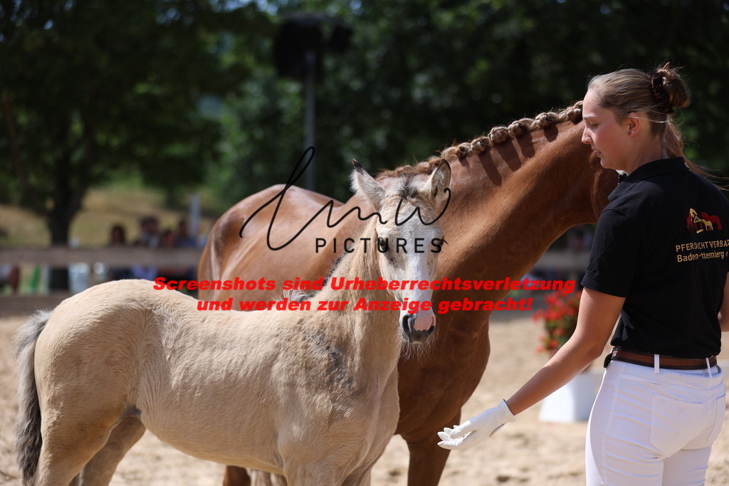 Fohlenschau_Schwäbisch_Hall_Ponys_KN 45_6 | lmwpictures - Realisiert mit Pictrs.com