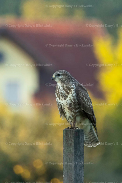2022189 | Tierfotografie, Tierkalender, Tierbilder, Insekten, Spinnen, Vögel, Schmetterling, Libellen, Leinwand, Colorkey, Qualität, Geschenkartikel, Geschenk - Realisiert mit Pictrs.com