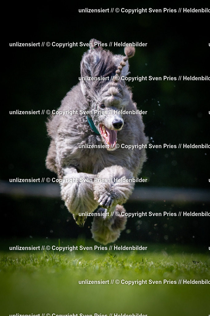 Sven Pries | 2025-08-10 - Hunderennen Durlach - Realisiert mit Pictrs.com