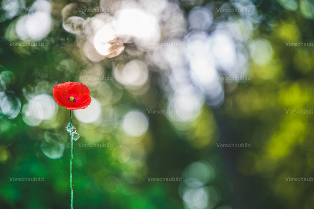 Fotoatelier Christian Hofmeister | Stadtlandschaften, sowie Makro-, Landschafts-, Natur- und Schwarzweißfotos aus der Region Celle & Umgebung